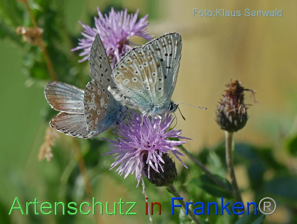 Copyright AiF - Klaus Sanwald Bild zum Eintrag (101451-160)