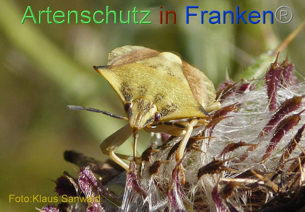 Bild zum Eintrag (101454-160)