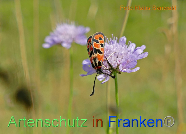 Copyright AiF - Klaus Sanwald Bild zum Eintrag (101456-160)