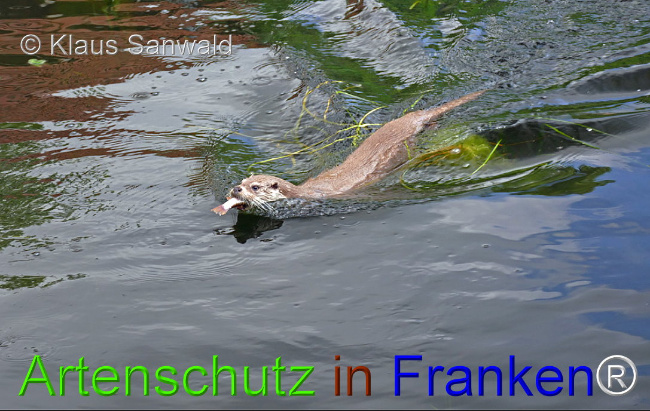© Artenschutz in Franken® / Klaus Sanwald Bild zum Eintrag (1015388-160)