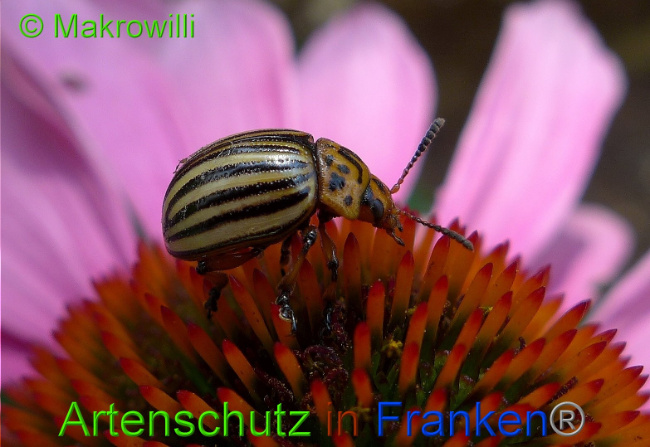 © Artenschutz in Franken® - Makrowilli Bild zum Eintrag (1015695-160)
