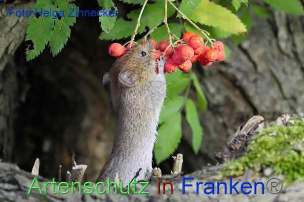 Copyright AiF / Helga Zinnecker Bild zum Eintrag (101578-160)