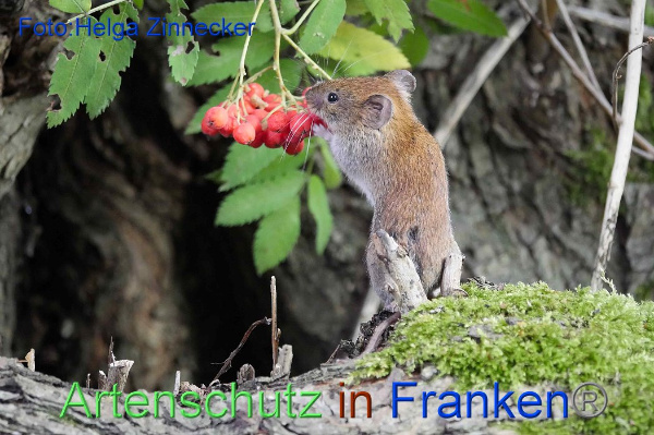 Copyright AiF / Helga Zinnecker Bild zum Eintrag (101579-160)