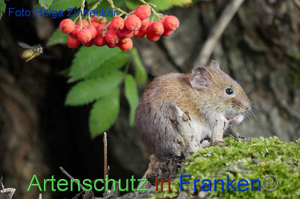 Copyright AiF / Helga Zinnecker Bild zum Eintrag (101580-160)