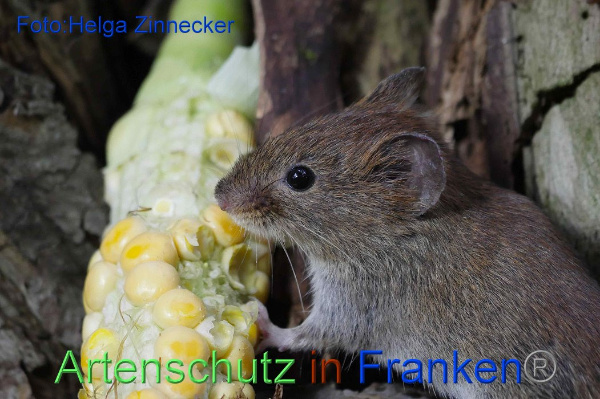 Copyright AiF / Helga Zinnecker Bild zum Eintrag (101587-160)