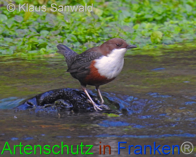 © Artenschutz in Franken® / Klaus Sanwald Bild zum Eintrag (1015945-160)