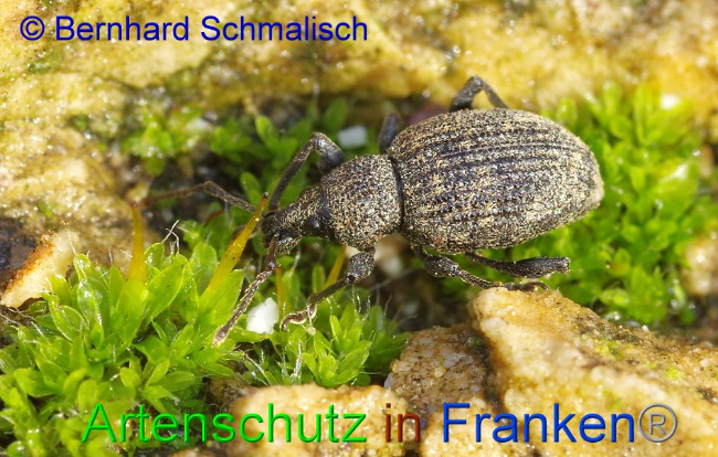 © Artenschutz in Franken® / Bernhard Schmalisch Bild zum Eintrag (1016152-160)