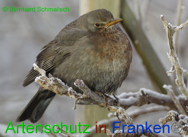 © Artenschutz in Franken® / Bernhard Schmalisch Bild zum Eintrag (1016690-160)