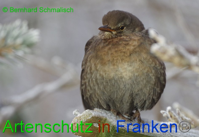 © Artenschutz in Franken® / Bernhard Schmalisch Bild zum Eintrag (1016692-160)