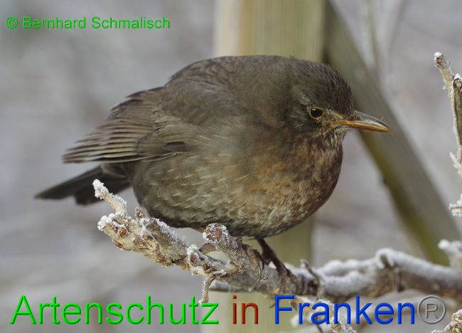 © Artenschutz in Franken® / Bernhard Schmalisch Bild zum Eintrag (1016693-160)
