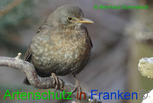 © Artenschutz in Franken® / Bernhard Schmalisch Bild zum Eintrag (1016698-160)