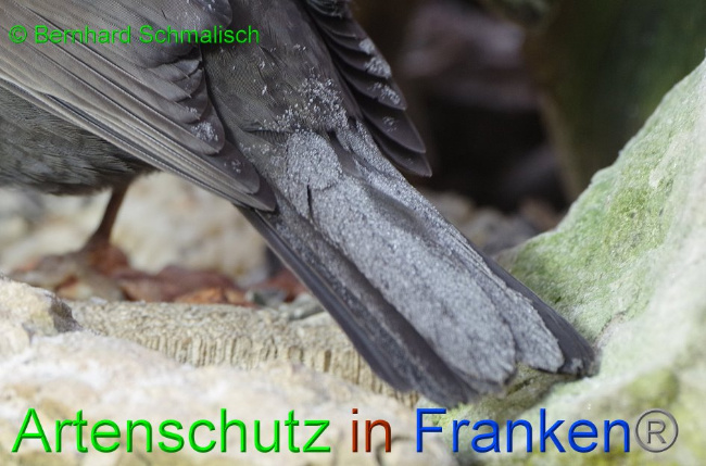© Artenschutz in Franken® / Bernhard Schmalisch Bild zum Eintrag (1016700-160)