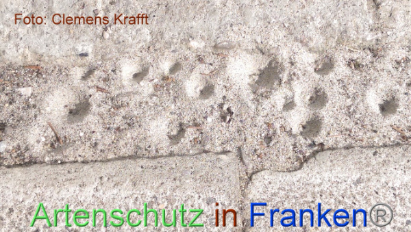 Bild zum Eintrag (101677-160)