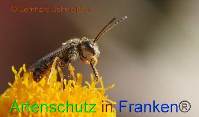 © Artenschutz in Franken® / Bernhard Schmalisch Bild zum Eintrag (1017102-160)