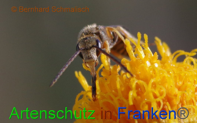 © Artenschutz in Franken® / Bernhard Schmalisch Bild zum Eintrag (1017103-160)