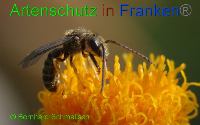 © Artenschutz in Franken® / Bernhard Schmalisch Bild zum Eintrag (1017104-160)