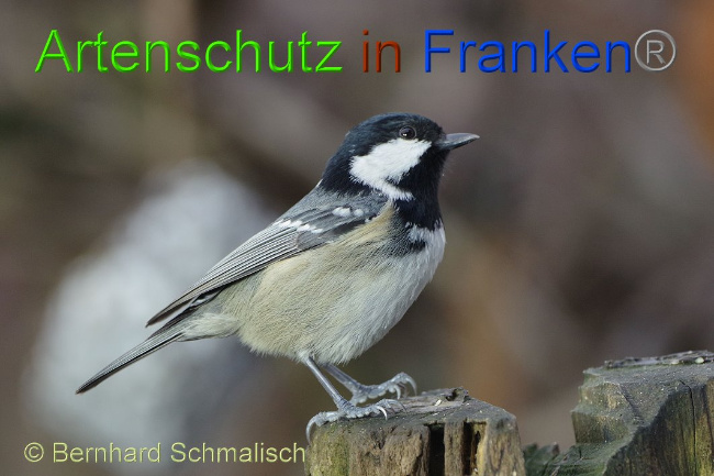 © Artenschutz in Franken® / Bernhard Schmalisch Bild zum Eintrag (1017210-160)