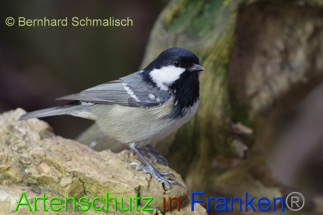 © Artenschutz in Franken® / Bernhard Schmalisch Bild zum Eintrag (1017211-160)