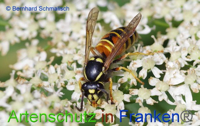 © Artenschutz in Franken® Bild zum Eintrag (1017355-160)