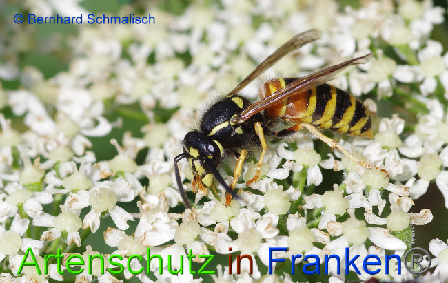 © Artenschutz in Franken® Bild zum Eintrag (1017357-160)