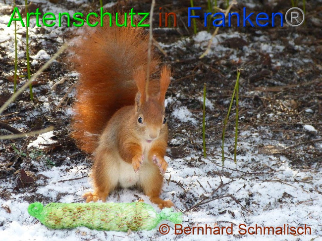 © Artenschutz in Franken® / Bernhard Schmalisch Bild zum Eintrag (1017698-160)