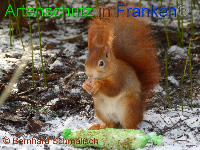 © Artenschutz in Franken® / Bernhard Schmalisch Bild zum Eintrag (1017699-160)