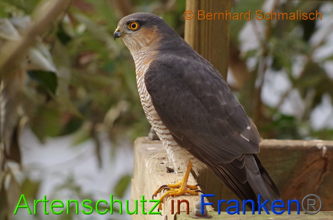 © Artenschutz in Franken® / Bernhard Schmalisch Bild zum Eintrag (1017882-160)