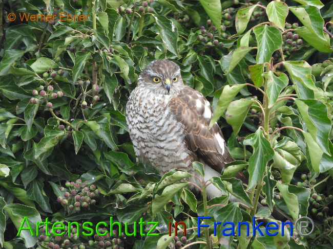 © Artenschutz in Franken® / Werner Ebner Bild zum Eintrag (1018274-160)