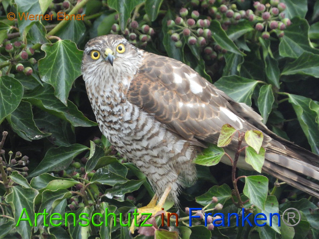 © Artenschutz in Franken® / Werner Ebner Bild zum Eintrag (1018275-160)