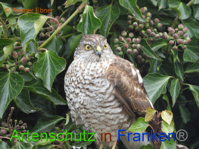 © Artenschutz in Franken® Bild zum Eintrag (1018279-160)