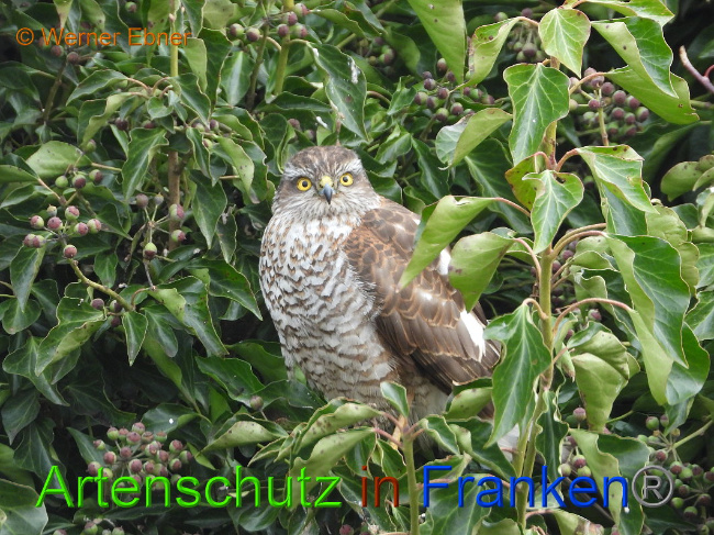 © Artenschutz in Franken® Bild zum Eintrag (1018280-160)