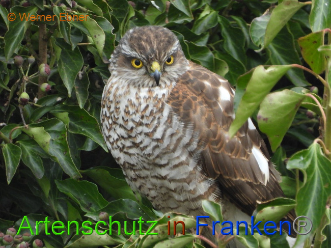 © Artenschutz in Franken® Bild zum Eintrag (1018281-160)