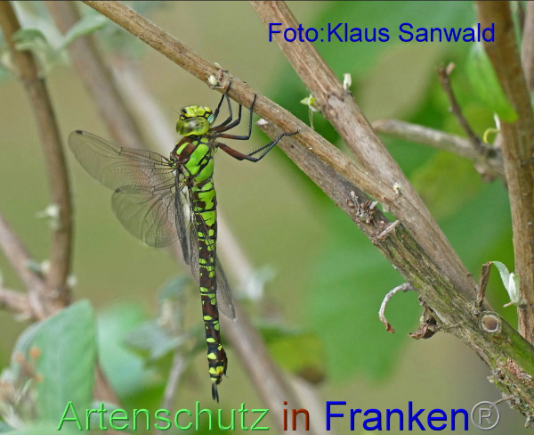 Copyright AiF / Klaus Sanwald Bild zum Eintrag (101837-160)