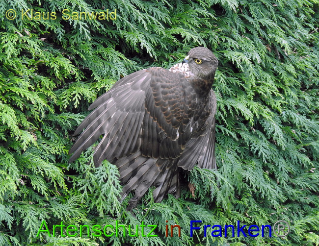 © Artenschutz in Franken® / Klaus Sanwald Bild zum Eintrag (1018420-160)