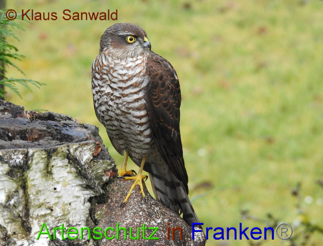 © Artenschutz in Franken® / Klaus Sanwald Bild zum Eintrag (1018421-160)