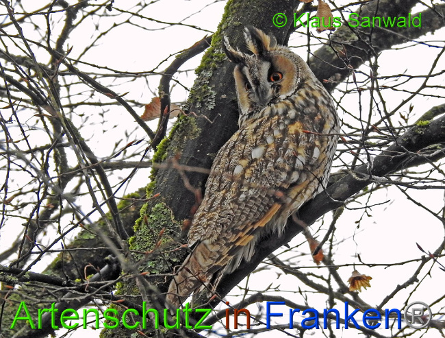 © Artenschutz in Franken® / Klaus Sanwald Bild zum Eintrag (1018560-160)