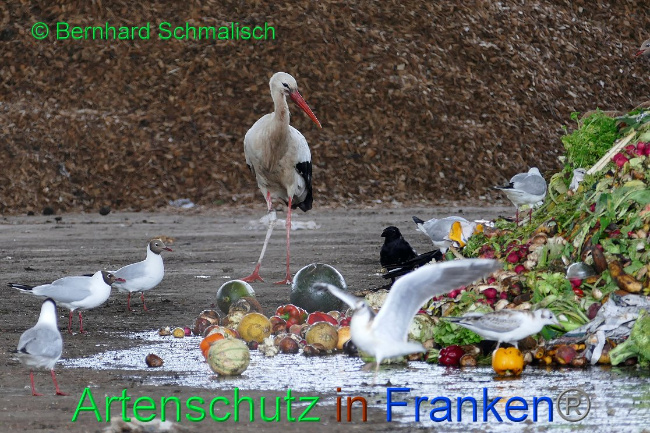 © Artenschutz in Franken® Bernhard Schmalisch Bild zum Eintrag (1019467-160)