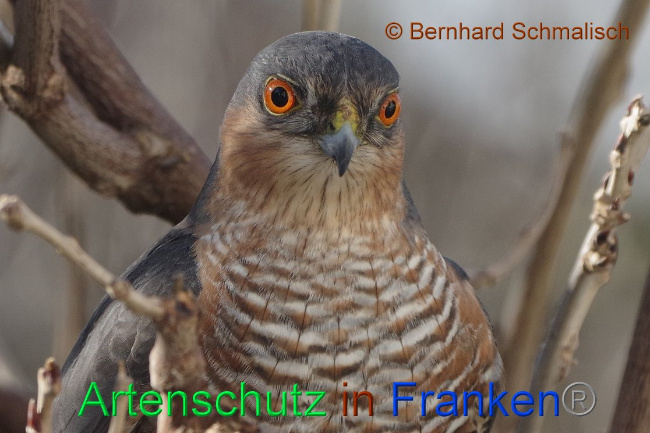 © Artenschutz in Franken® Bernhard Schmalisch Bild zum Eintrag (1019667-160)