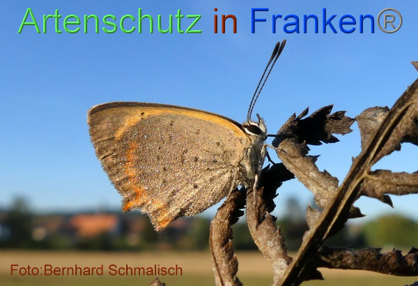 Copyright AiF / Bernhard Schmalisch Bild zum Eintrag (102012-160)