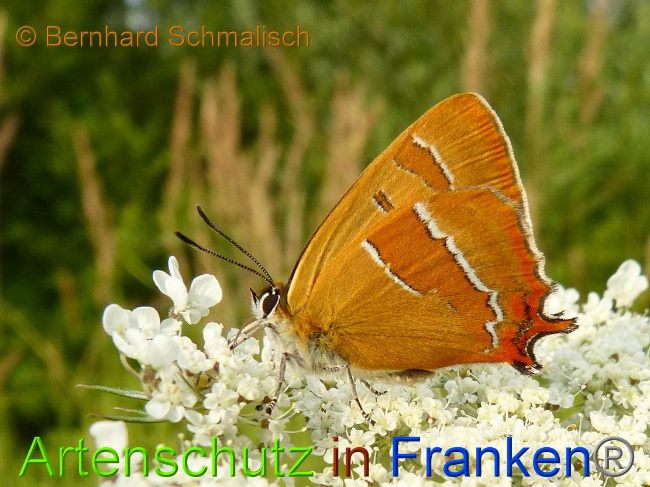 © Artenschutz in Franken® Bild zum Eintrag (1020513-160)