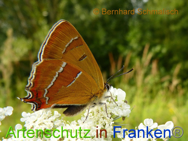 © Artenschutz in Franken® Bild zum Eintrag (1020514-160)