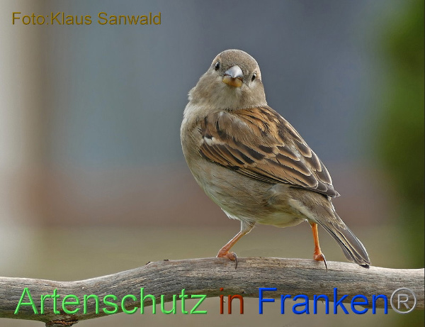 Copyright AiF / Klaus Sanwald Bild zum Eintrag (102115-160)