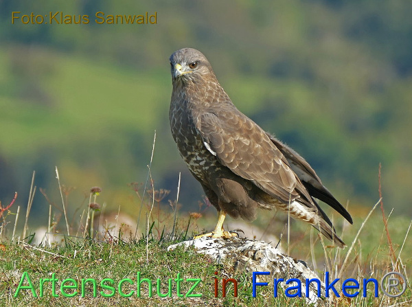 Copyright AiF / Klaus Sanwald Bild zum Eintrag (102117-160)