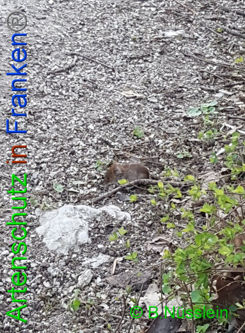 © Artenschutz in Franken® Bild zum Eintrag (1021572-160)