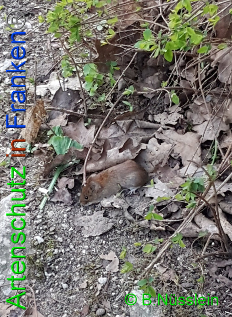 © Artenschutz in Franken® Bild zum Eintrag (1021573-160)