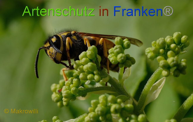 © Artenschutz in Franken® / Makrowilli Bild zum Eintrag (1021914-160)