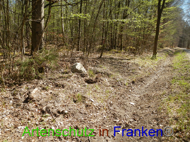 © Artenschutz in Franken® Bild zum Eintrag (1022160-160)