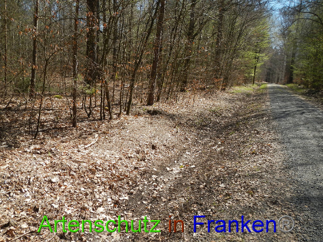© Artenschutz in Franken® Bild zum Eintrag (1022161-160)