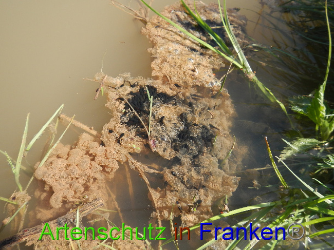 © Artenschutz in Franken® Bild zum Eintrag (1022190-160)
