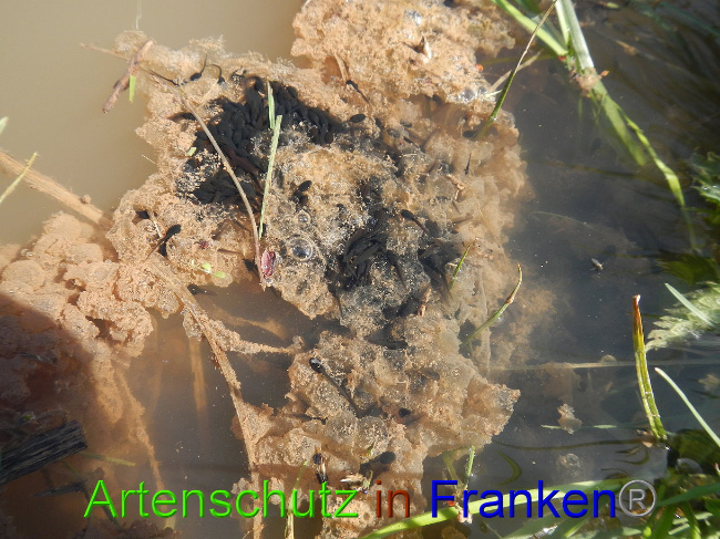 © Artenschutz in Franken® Bild zum Eintrag (1022193-160)